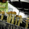 Legal Mushrooms in Colorado | Here's what you need to know.