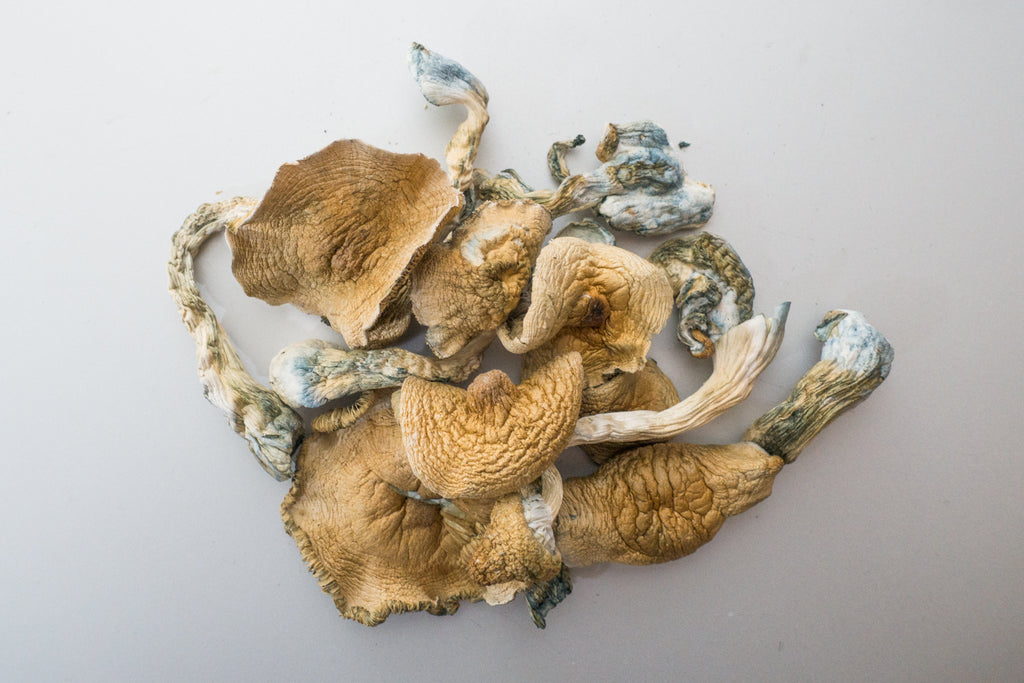 Golden Teacher - A Psychedelic Mushroom of Knowledge