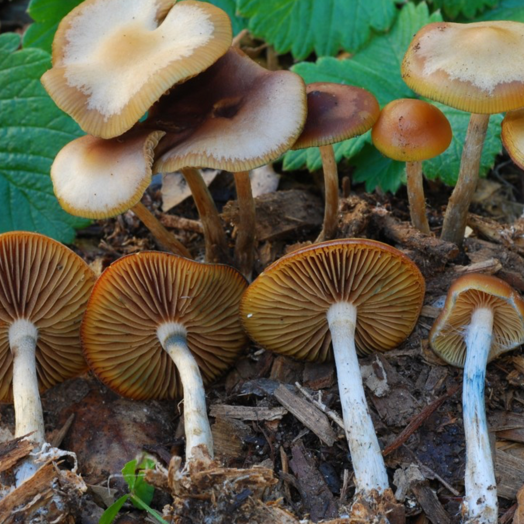 Psilocybe Cyanescens | Wavy Cap | Potent Psychedelic Mushroom