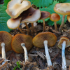 Psilocybe Cyanescens: The 