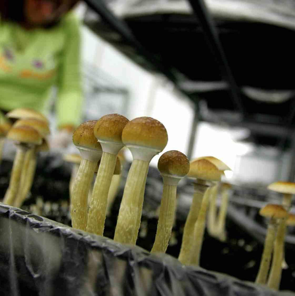 Legal Mushrooms in Colorado | Here's what you need to know. - Mycrodose™